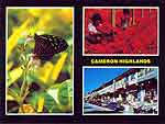 3 Views - Butterfly farm, flower nursery & Tanah Rata Town