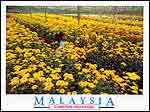 Flowers harvesting @ Cameron Highlands