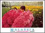 Lush colourful profusion of flowers @ Cameron Highlands