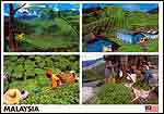 Cameron Highlands - Premium Quality Tea
