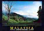 Tea plantation - C.Highlands