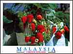 Strawberry cultivation @ Kea Farm - C.Highlands