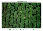 Workers collecting tea from the steep slopes of the Boh estate
