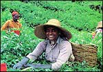 Tea plantation