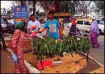 Growing wild in the jungles of Mal - pungent Petai beans