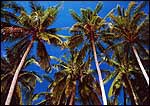 Coconuts trees are everywhere - ib49