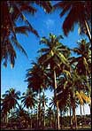 Coconut grove set amidst in Cherating, Pahang - ib50
