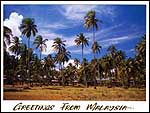 Coconut plantation, Cherating beach - ib56