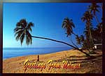 Coconut trees are abundant along the coast of Terengganu