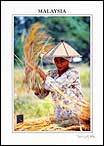Girl thesing rice @ harvest time