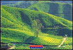 Scenic Tea Plantations, Cameron Highlands - Pahang