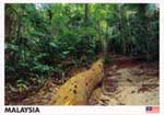 Jungle Walk, National Park (Taman Negara), Pahang