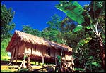 Orang Asli's home in Cameron Highlands surrounded by banana & durian trees