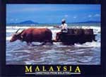 Timeless Method Of Transportation By Water Buffaloes @ Beserah, Pahang