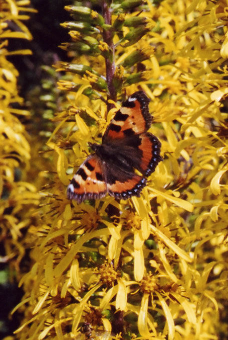 Aglais urticae - Small Tortoiseshell