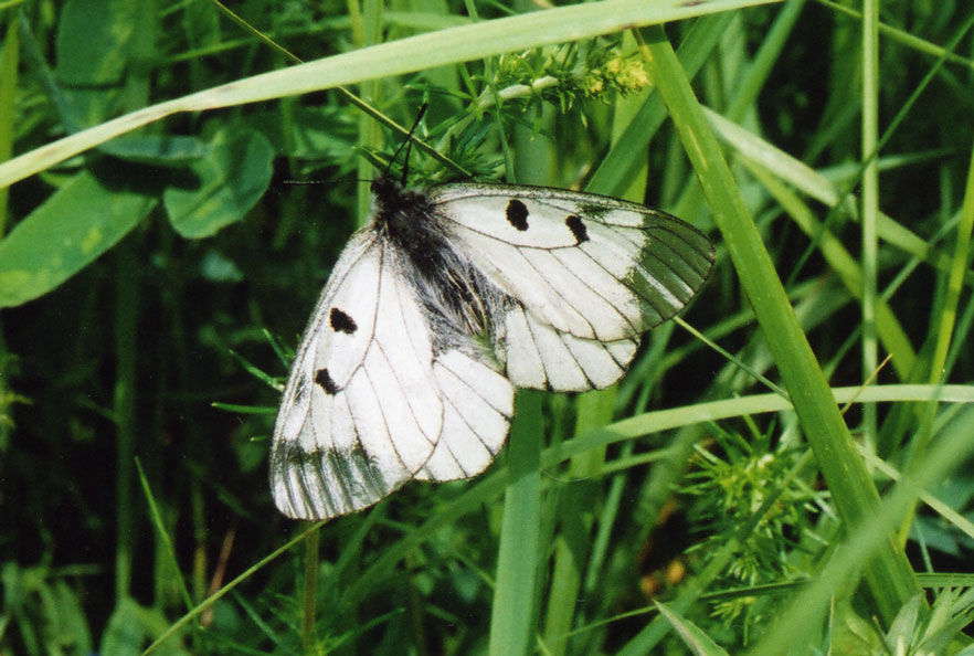 Parnassius mnemosyne
