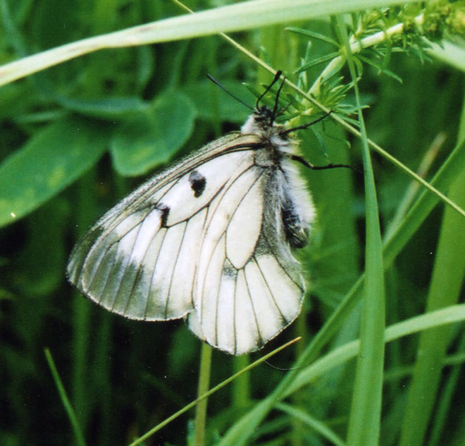 Parnassius mnemosyne