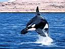 Dolphin.JPG