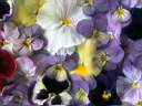 Flower02.JPG