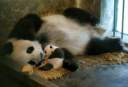 Panda.jpg