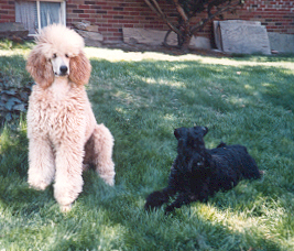 Kelly and Blue
