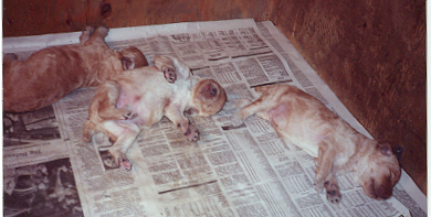 Kelly's babies