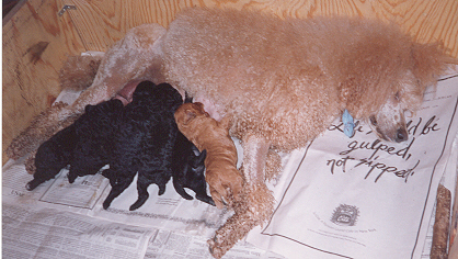 Kelly's Puppies