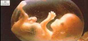 16 semanas