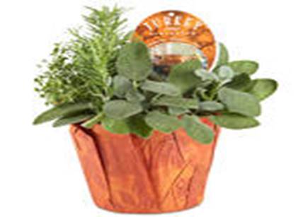 Description: https://www.freshdirect.com/media/images/product/flowers_1/flo_pid_2490184_p.jpg?publishId=2038