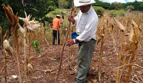 D�cadas de demagogia y verborrea oficialista ocultaron un hecho incontrovertible: la colectivizaci�n de la tierra destruy� la producci�n agr�cola en M�xico  al sacrificar a sanos por enfermos. Nuestras atestadas ciudades y un campo semifantasmal son apenas una muestra de ello