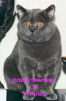 British
Shorthair Cat Webring