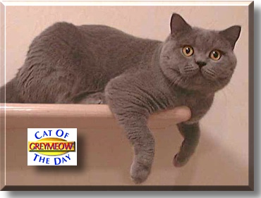 Greymeow - Cat of the Day
