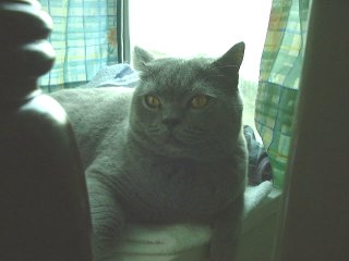 Greymeow on Bed
