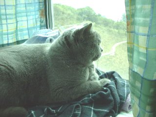 Greymeow on Bed