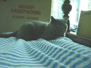 Greymeow on Bed