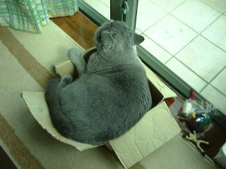 Greymeow in Box