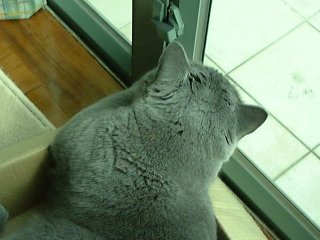 Greymeow in Box