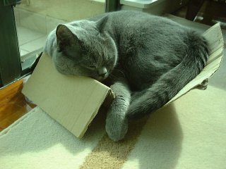 Greymeow in Box
