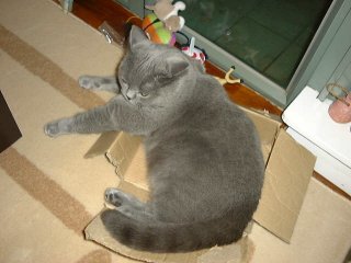Greymeow in Box