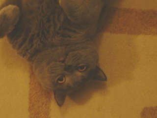 Greymeow