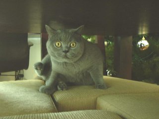 Greymeow on Chair