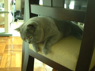 Greymeow on Chair