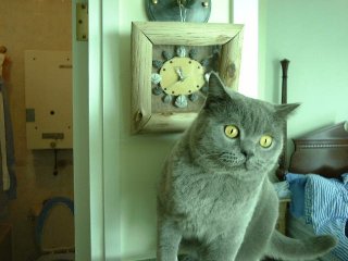 Greymeow with Clock