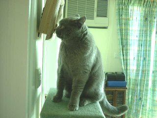 Greymeow with Clock