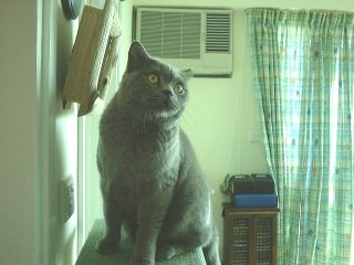 Greymeow with Clock