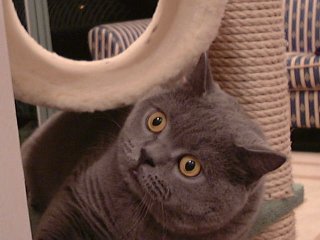 Greymeow Closeup