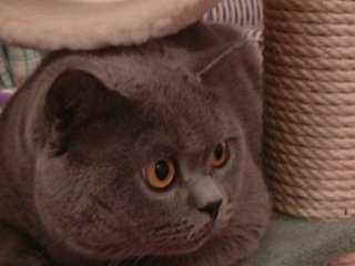 Greymeow Closeup