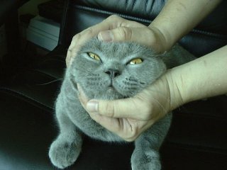 Greymeow Closeup