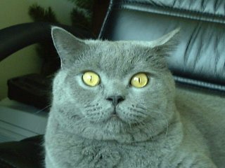 Greymeow Closeup