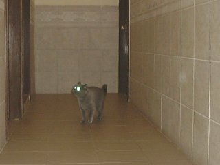 Greymeow at Corridor